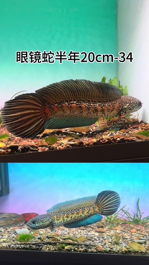 雷龍魚分公母圖片