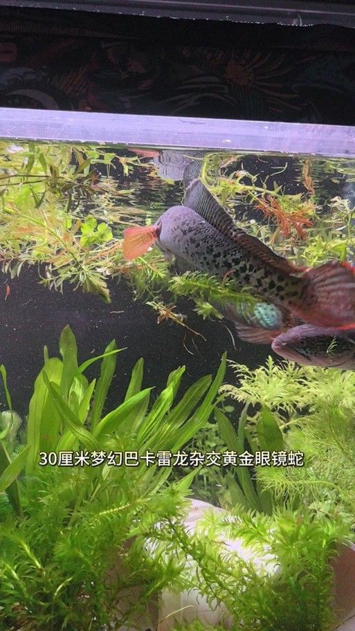 雷龍魚分公母圖片