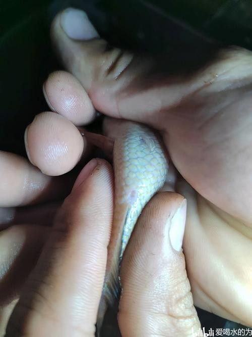 雷龍魚分公母圖片