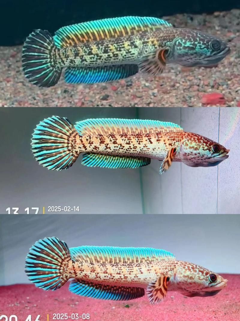 雷龍魚分公母圖片