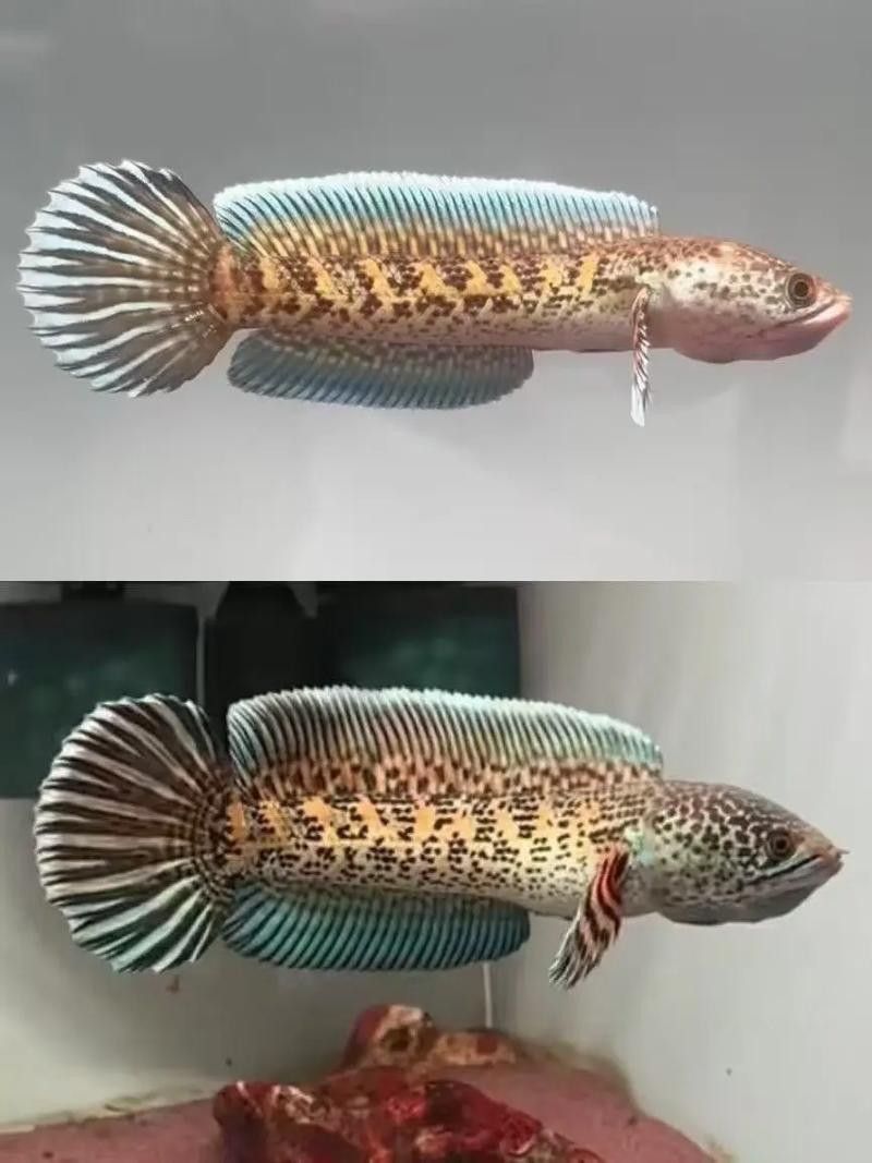 雷龍魚分公母圖片