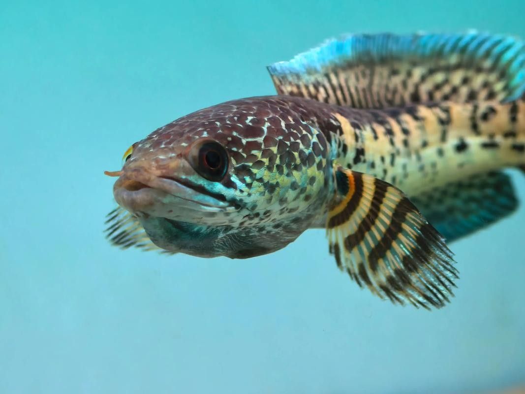 雷龍魚分公母圖片