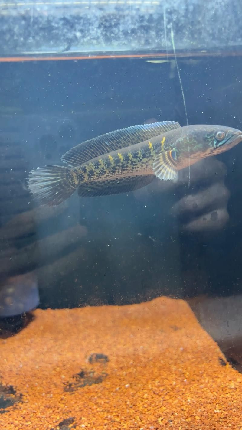 雷龍魚分公母圖片