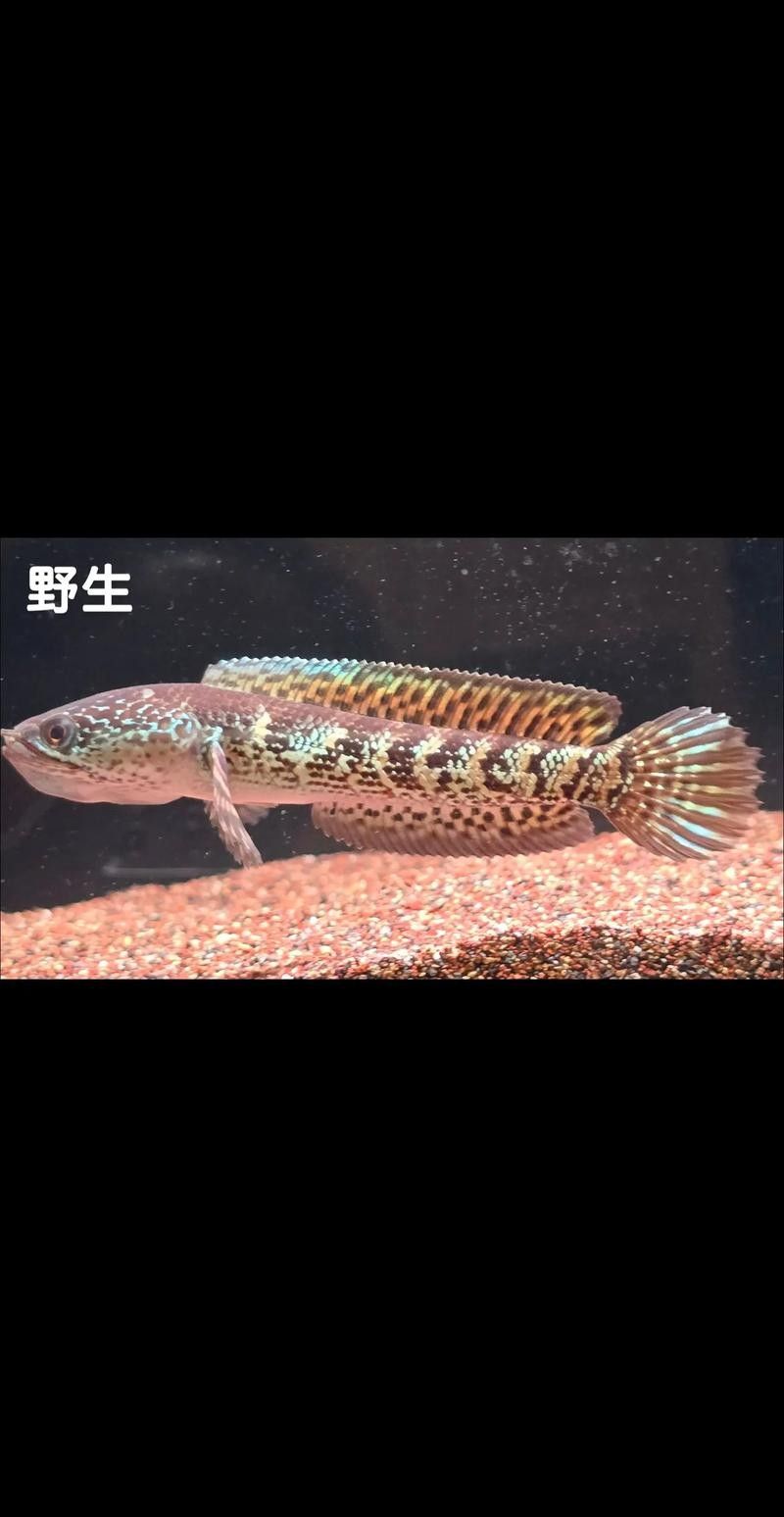 雷龍魚分公母圖片