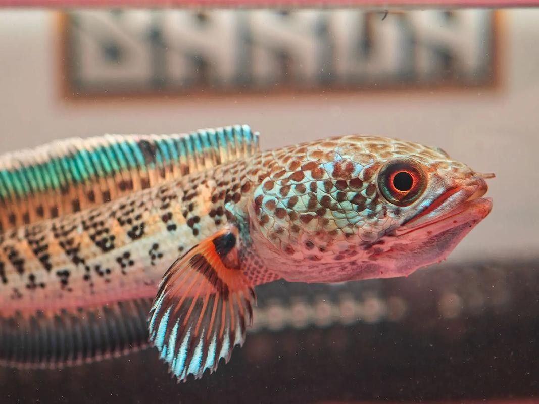 雷龍魚分公母圖片