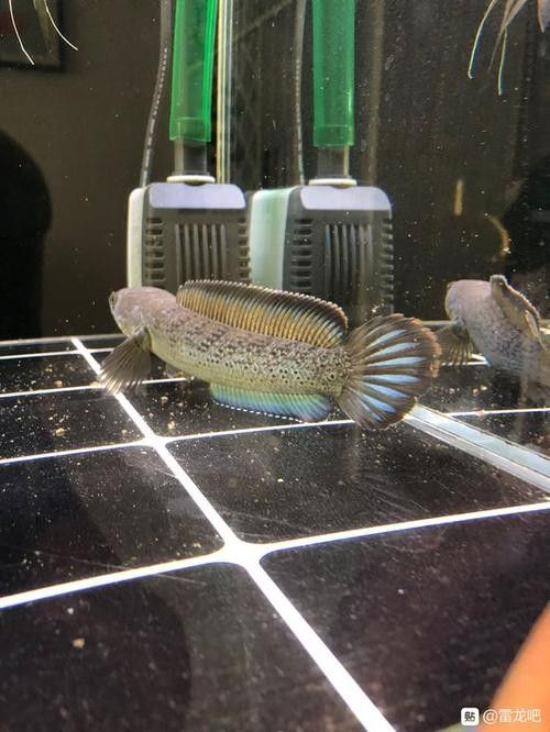 雷龍魚分公母圖片