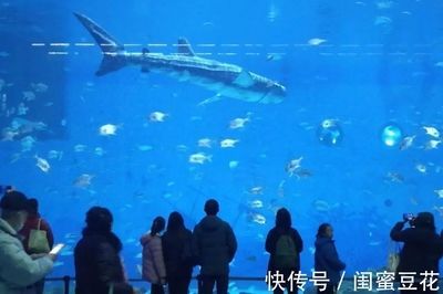 巨型金龍魚和虎鯨哪個厲害點：巨型金龍魚和虎鯨哪個更厲害？