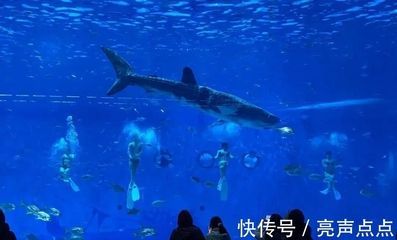 巨型金龍魚和虎鯨哪個厲害點：巨型金龍魚和虎鯨哪個更厲害？