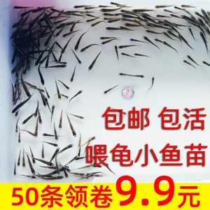 龍魚飼料魚是什么魚類的：如何選擇優質的龍魚飼料魚？