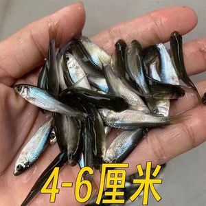 龍魚飼料魚是什么魚類的：如何選擇優質的龍魚飼料魚？