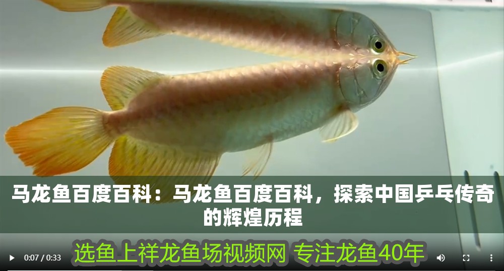 馬龍魚百度百科：馬龍魚百度百科，探索中國乒乓傳奇的輝煌歷程