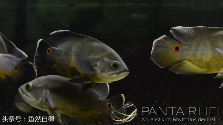 馬龍魚百度百科：馬龍魚百度百科，探索中國乒乓傳奇的輝煌歷程
