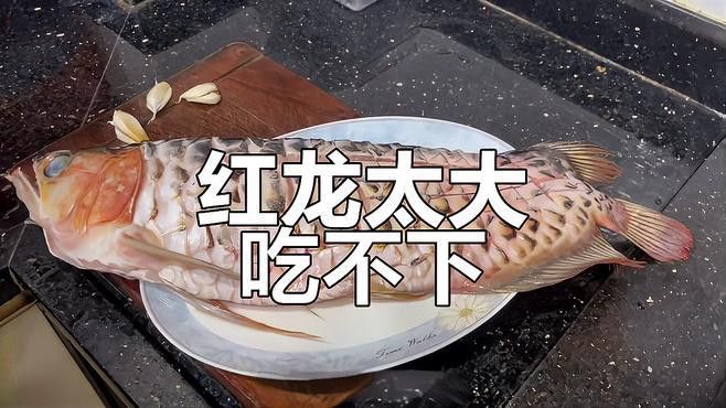 大紅龍魚能吃嗎怎么養