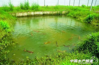 養龍魚麻煩嗎現在：養龍魚有什么注意事項？
