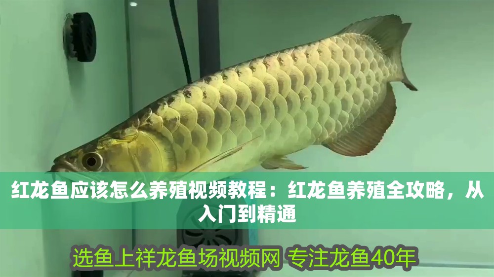 紅龍魚應該怎么養殖視頻教程：紅龍魚養殖全攻略，從入門到精通