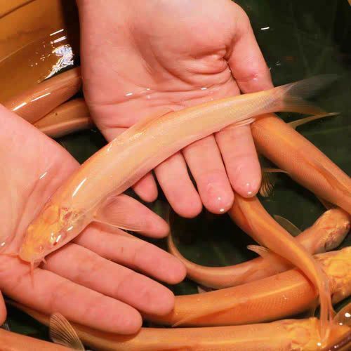 如何辨別白子招財龍的品相？