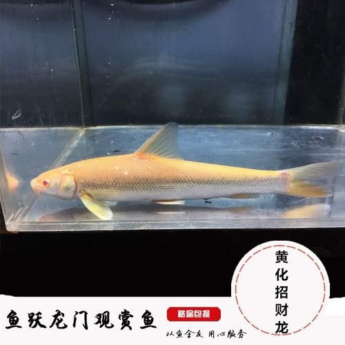 如何辨別白子招財龍的品相？