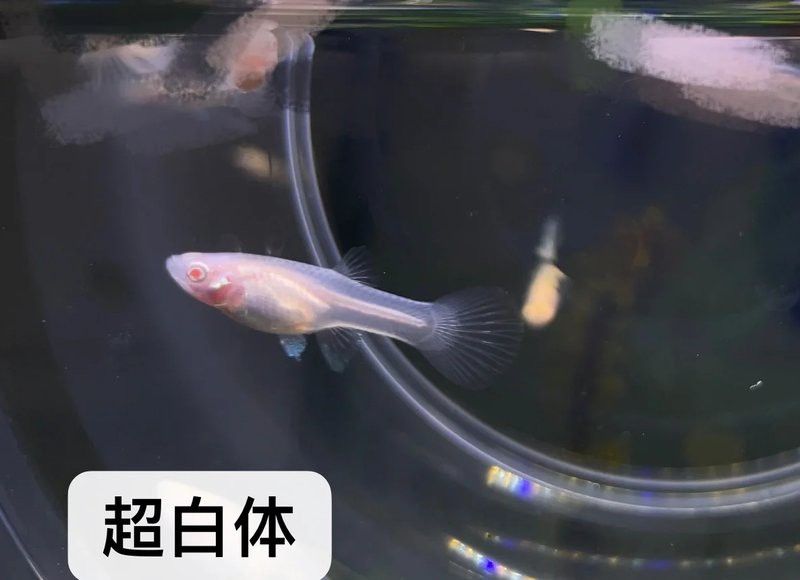 如何辨別白子招財龍的品相？