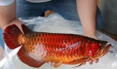 紅龍魚高端配魚視頻：紅龍魚的高端配魚視頻