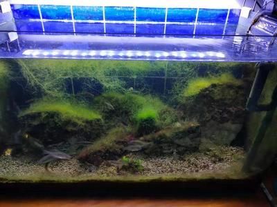 養(yǎng)龍魚用幾根燈管：養(yǎng)龍魚用2-4根燈管合適的燈光顏色對發(fā)色有影響