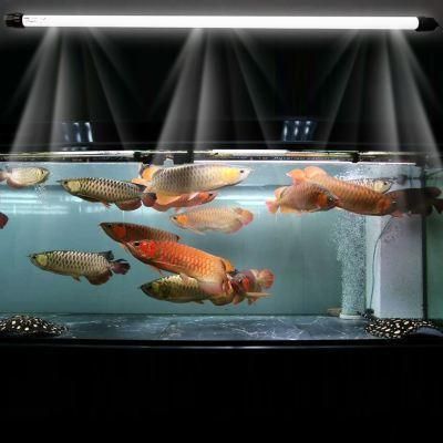 養(yǎng)龍魚用幾根燈管：養(yǎng)龍魚用2-4根燈管合適的燈光顏色對發(fā)色有影響