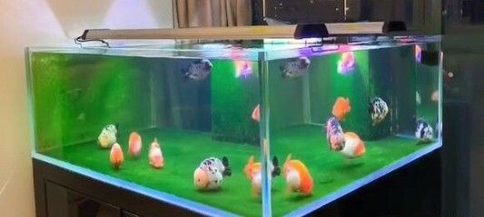 養(yǎng)龍魚用幾根燈管：養(yǎng)龍魚用2-4根燈管合適的燈光顏色對發(fā)色有影響