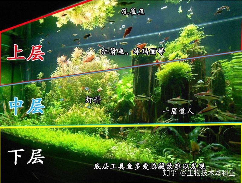 玫瑰鯽混養最佳搭配