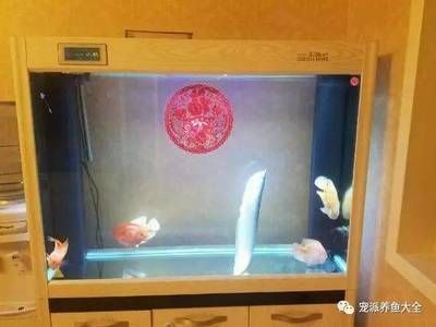 龍魚豎起來還能緩過來嗎：龍魚豎起來是怎么回事