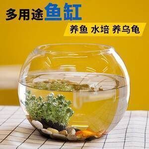 半圓的魚缸養什么魚（半圓形魚缸養魚風水講究）