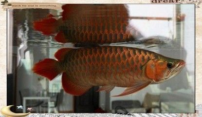 龍魚有壽命嗎