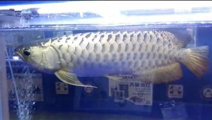 廣州龍魚批發商（廣州龍魚批發市場價格）