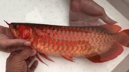 紅龍魚福龍王怎么養殖的：紅龍魚福龍王怎么養殖