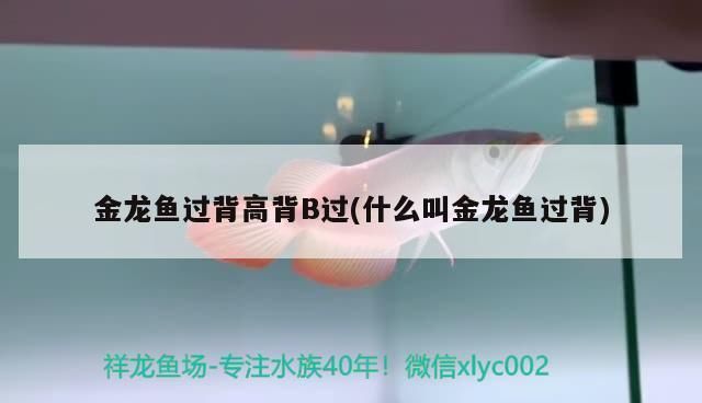 龍魚過背和高背區別圖b過：龍魚過背和高背的主要區別