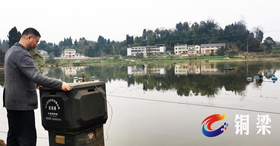 成都龍魚群