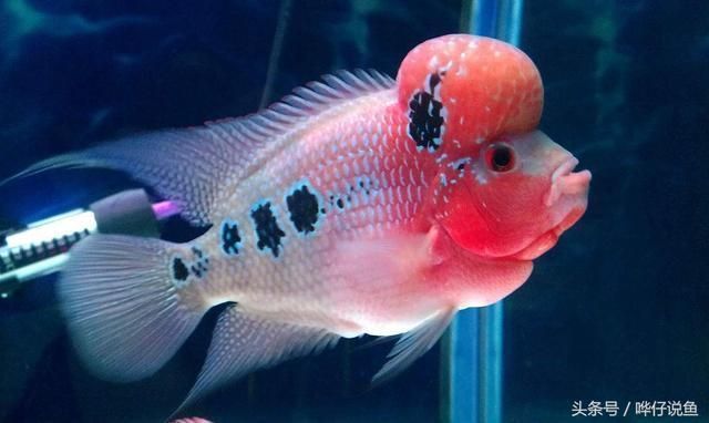 海象魚飼料中添加哪些維生素:海象魚飼料中應該添加多種維生素以確保海象魚的健康生長和發育 龍魚百科 第4張 海象魚飼料中添加哪些維生素:海象魚飼料中應該添加多種維生素以確保海象魚的健康生長和發育 海象魚飼料中添加哪些維生素:海象魚飼料中應該添加多種維生素以確保海象魚的健康生長和發育 龍魚百科 第4張