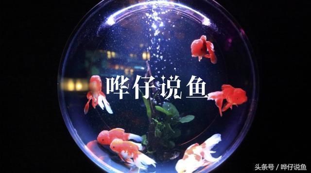 海象魚飼料中添加哪些維生素:海象魚飼料中應該添加多種維生素以確保海象魚的健康生長和發育 龍魚百科 第5張 海象魚飼料中添加哪些維生素:海象魚飼料中應該添加多種維生素以確保海象魚的健康生長和發育 海象魚飼料中添加哪些維生素:海象魚飼料中應該添加多種維生素以確保海象魚的健康生長和發育 龍魚百科 第5張