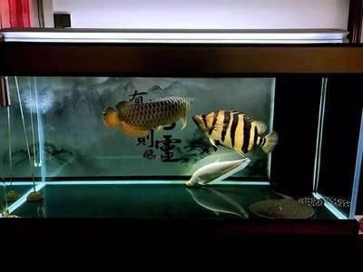 能和龍魚虎魚混養的龜有哪些（哪些龜類可以與龍魚和虎魚一起混養？）