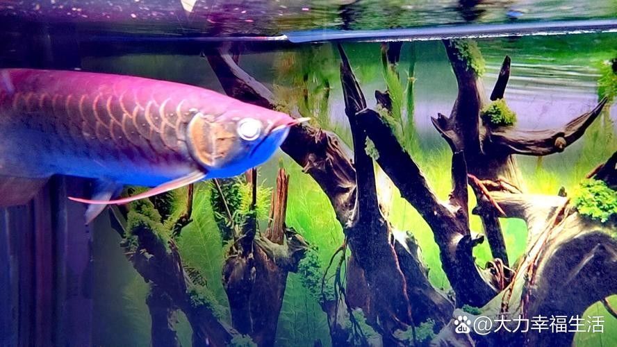 龍魚蒙眼是怎么回事兒圖片