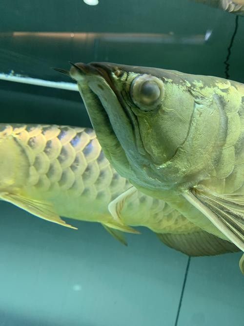 龍魚蒙眼是怎么回事兒圖片