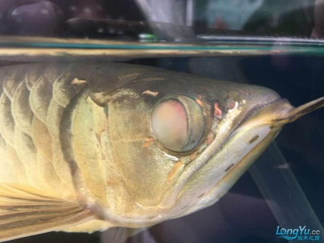 龍魚蒙眼是怎么回事兒圖片