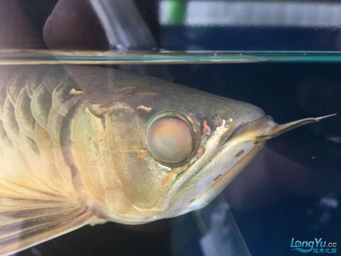 龍魚蒙眼是怎么回事兒圖片