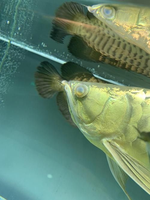 龍魚蒙眼是怎么回事兒圖片