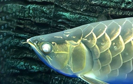 龍魚蒙眼是怎么回事兒圖片