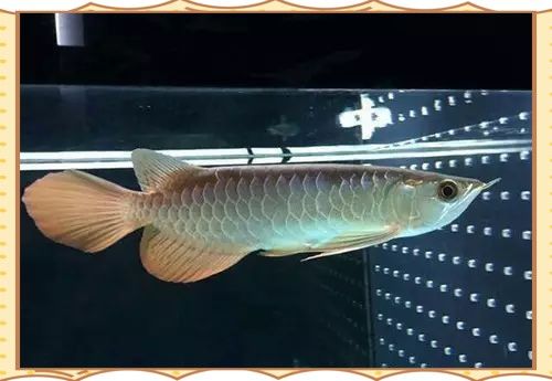 有哪些食物是星點龍魚不能吃的？