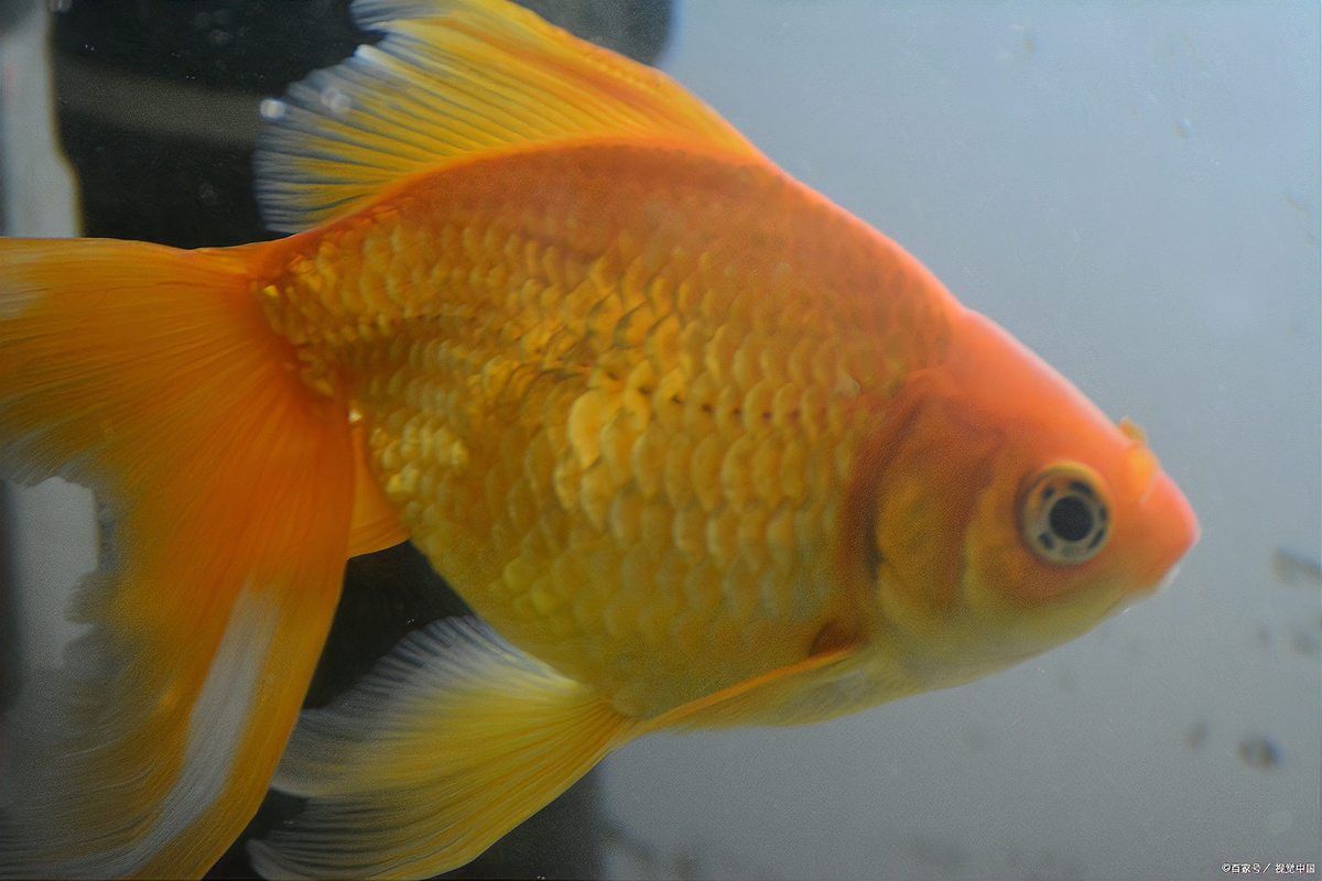 有哪些食物是星點龍魚不能吃的？