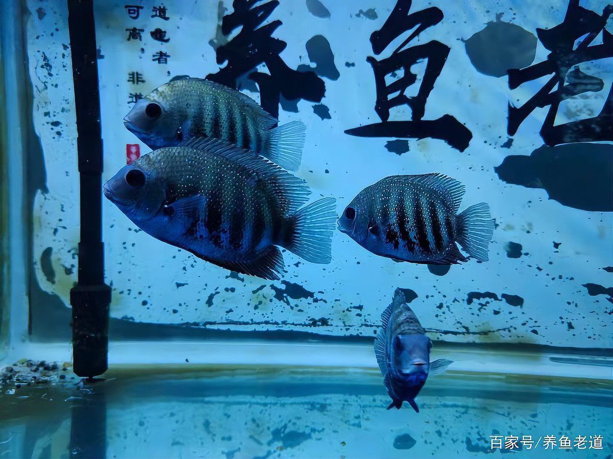 如何預防龍魚傷口感染？