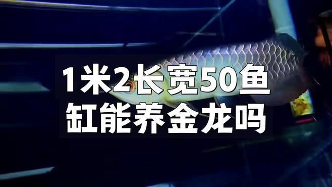 金龍魚要用多大的魚缸養比較好