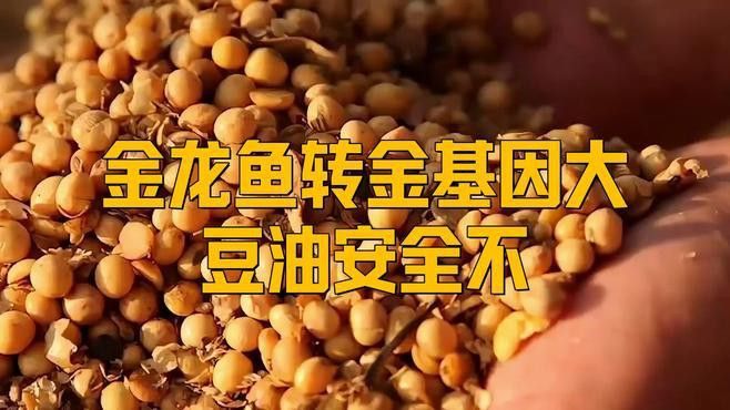 金龍魚的產(chǎn)品質(zhì)量如何？