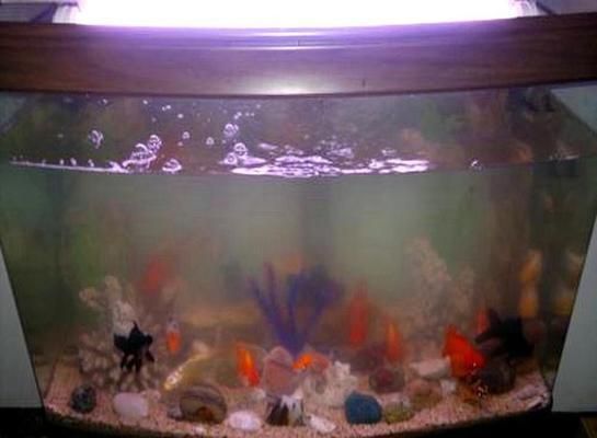 魚缸水渾濁是什么情況（如何預防魚缸水渾濁） 魚缸水渾濁是什么情況（如何預防魚缸水渾濁） 龍魚百科 第6張