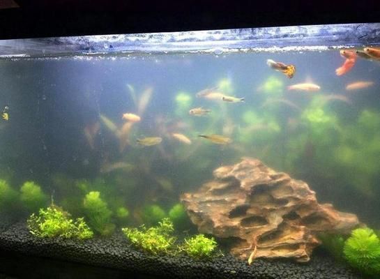 魚缸水渾濁是什么情況(如何預防魚缸水渾濁) 龍魚百科 第3張 魚缸水渾濁是什么情況(如何預防魚缸水渾濁) 魚缸水渾濁是什么情況(如何預防魚缸水渾濁) 龍魚百科 第3張